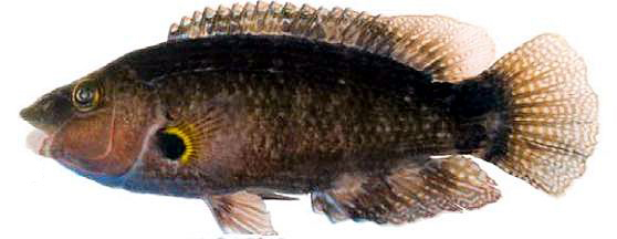 Symphodus mediterraneus_nuevo_01